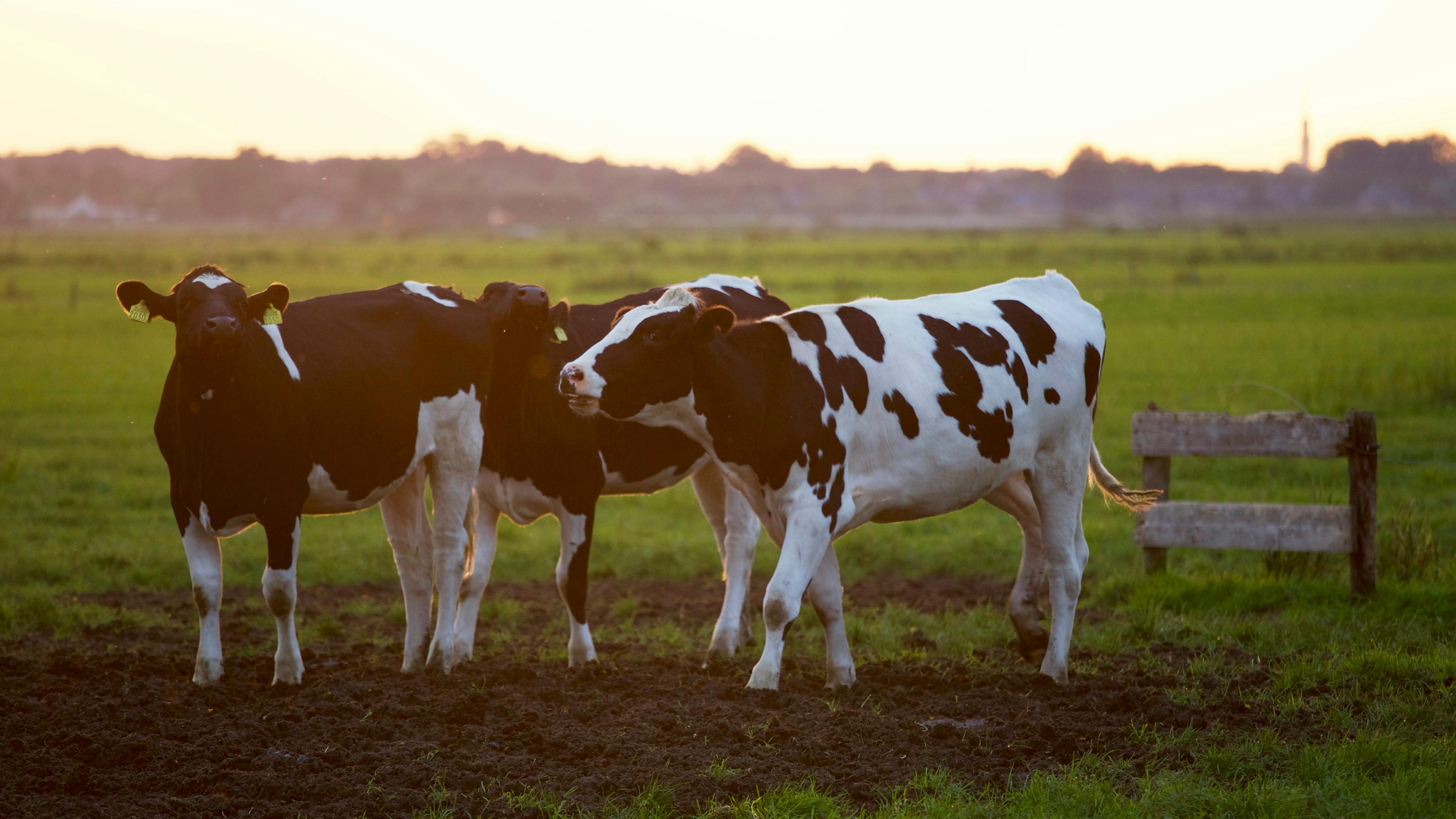 Strong healthy cattle grazing on organic pasture